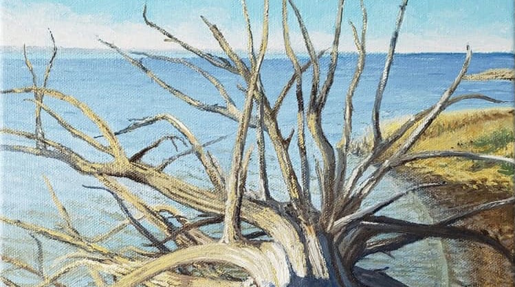 Ghostly Forests on Eastern Shore Have a Story to Tell