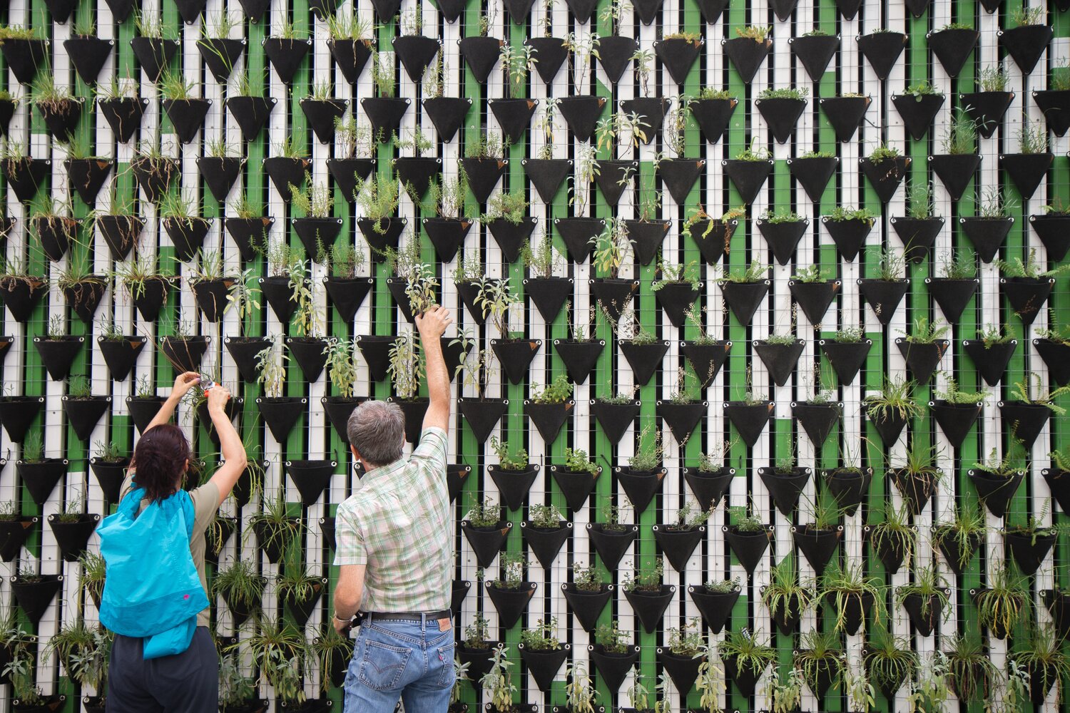 An image of people planting things on a green wall 