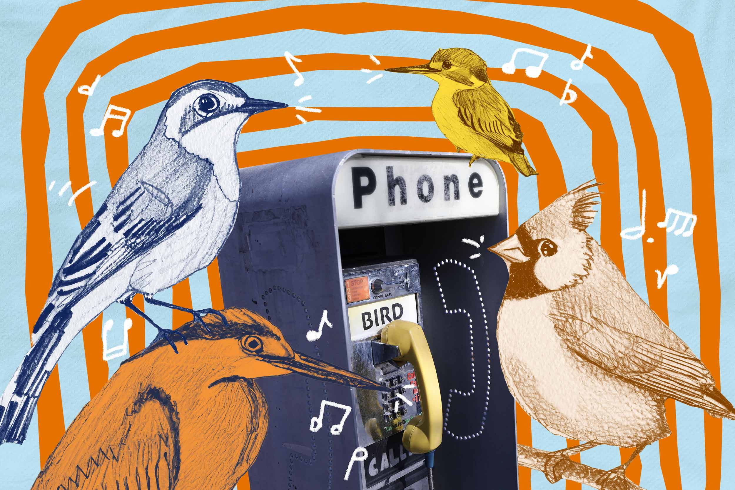An illustration of 4 different birds sitting around a payphone, surrounded by music notes.